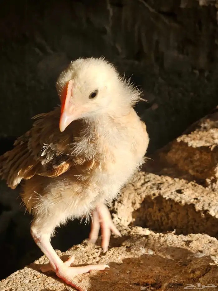 صوص بلدي وفيوم للبيع من ثلاث شهور الى شهر 6