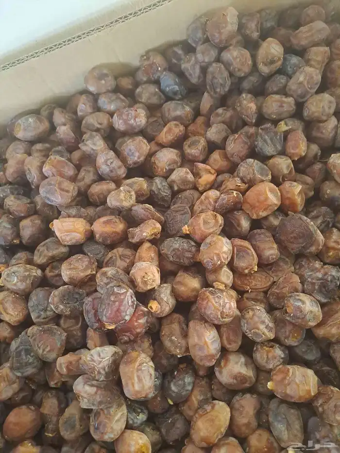 تمر شهل عجين أو للحلال 2