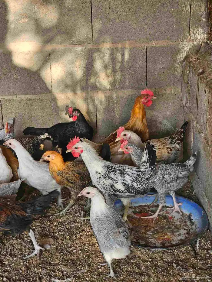 صوص بلدي وفيوم للبيع من ثلاث شهور الى شهر 19