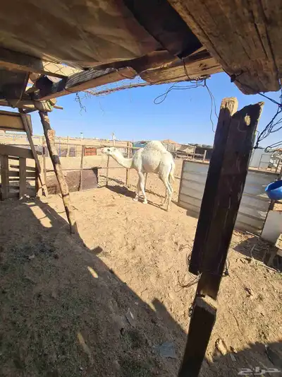 قعود للبيع شرط اكله حليب وشعير index