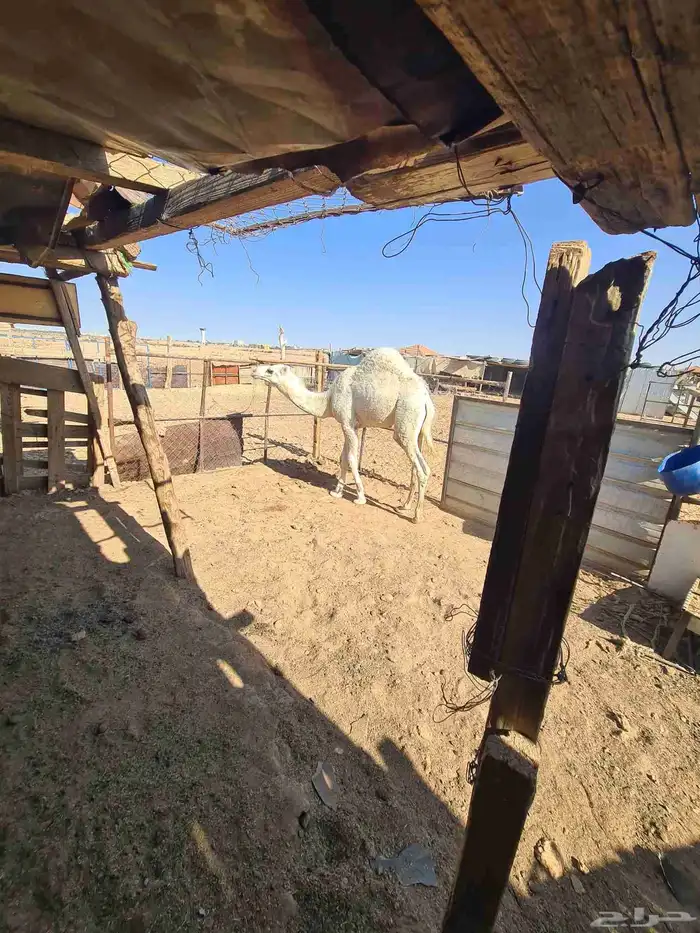 قعود للبيع شرط اكله حليب وشعير 3