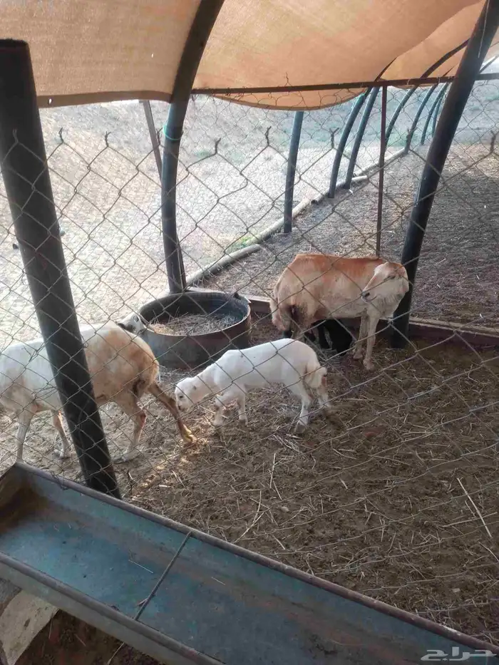 نعاج مناتيج 1