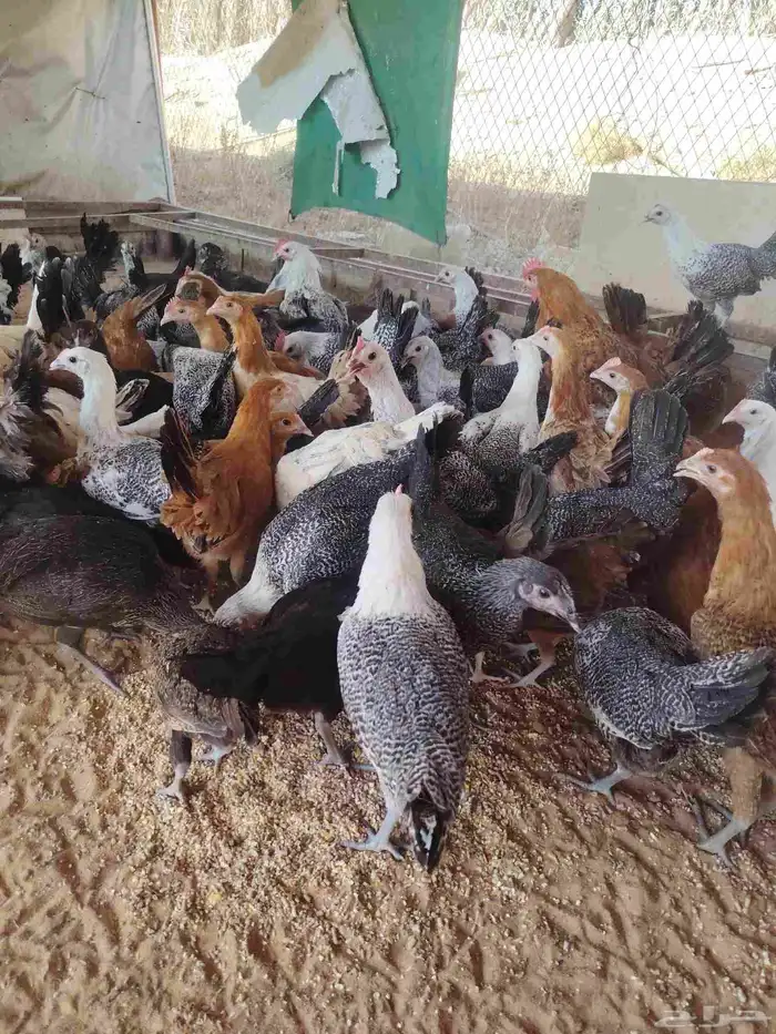 دجاج بلدي وفيومي 1