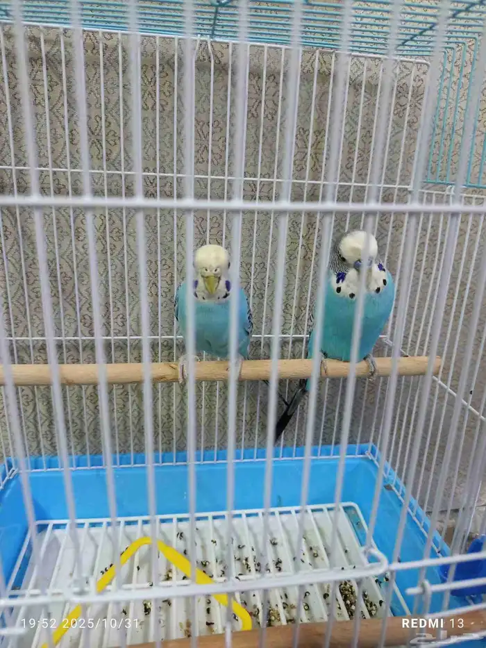 طيور بادجي انثى وذكر الصحه شرط ما يشكون من شيء مع ملحقاتها. 0