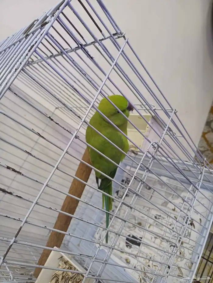 أنثى ببغاء درة هندي للبيع 2