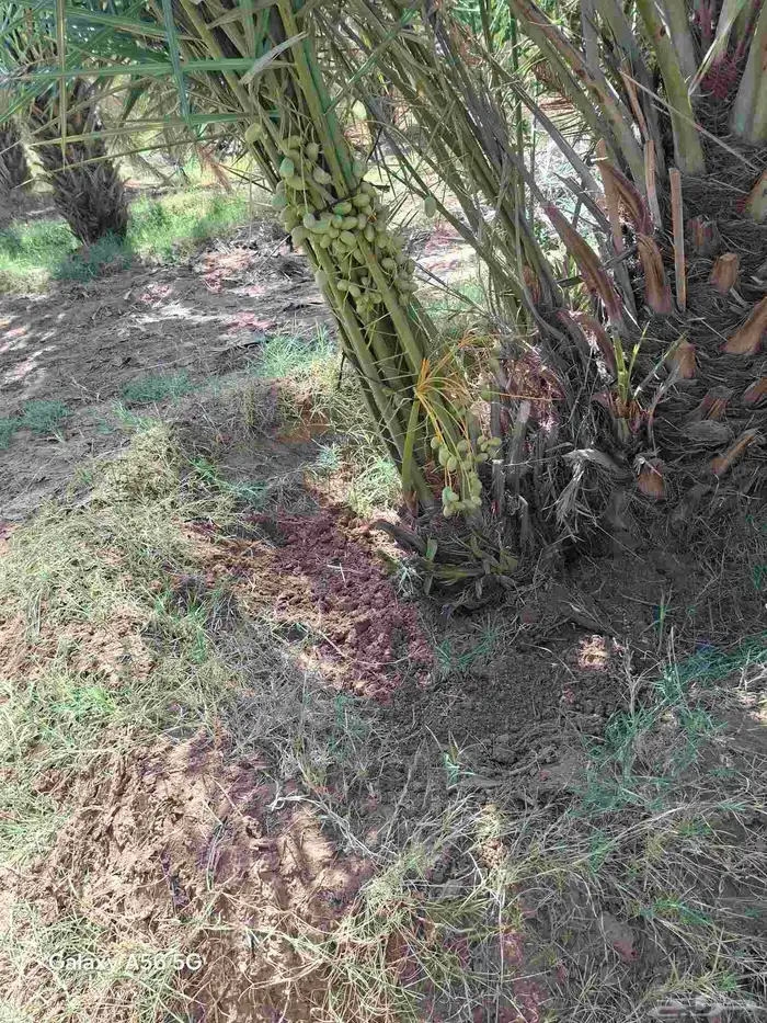 مزراع الغاط المجمعه الزلفي سدير القصيم بريدة عنيزة الرس الري 7