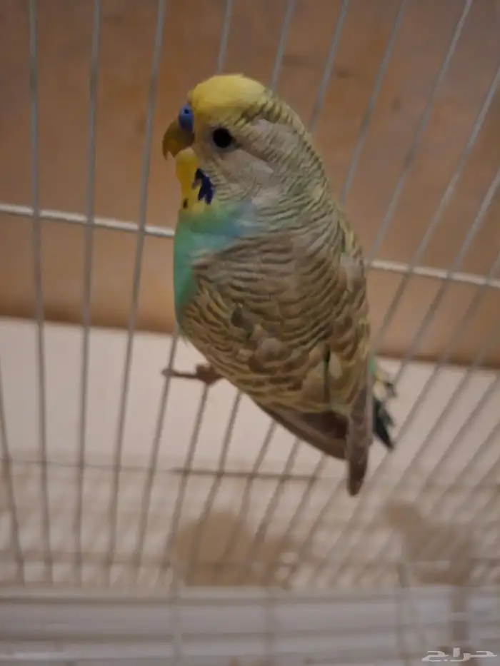 بادجي اليف 1