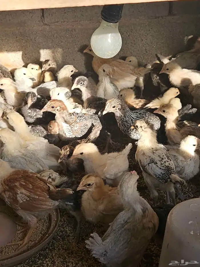 صوص بلدي وفيوم للبيع من ثلاث شهور الى شهر 4