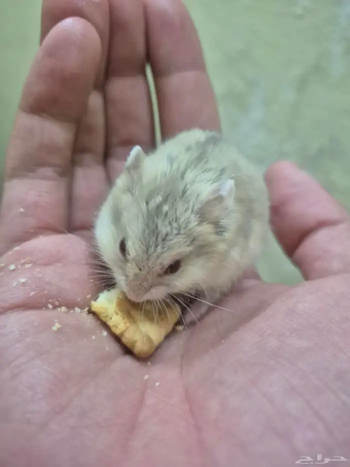 هامستر قزم للبيع 6