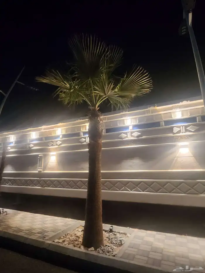 عدد 2 نخل واشنطني فاخر مايطلع حب ارتفاع 6 امتار 0