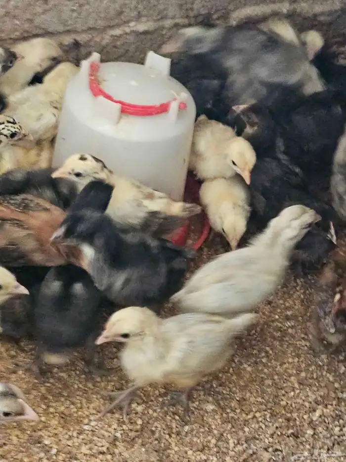 صوص بلدي وفيوم للبيع من ثلاث شهور الى شهر 1