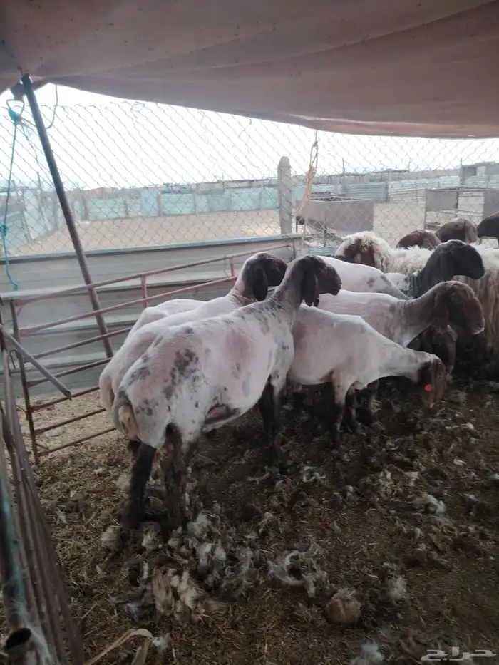 حلاق غنم مكينه 1