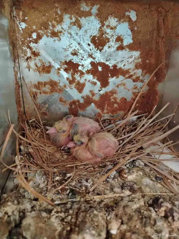 هجارس العد 4 اجواز معها 7 فروخ..و3 ذكور هجارس 8