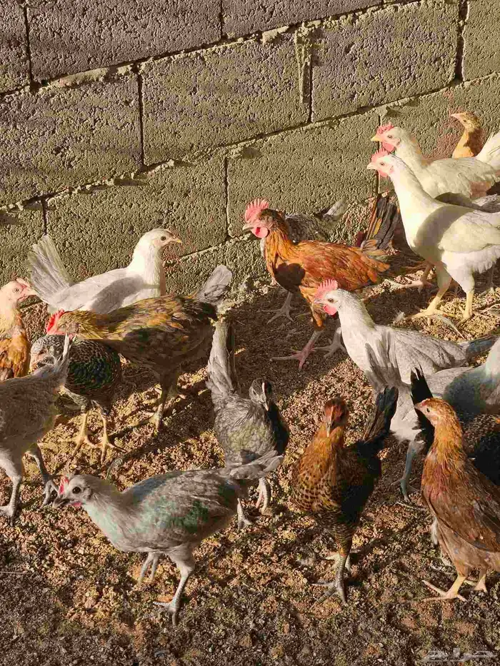 صوص بلدي وفيوم للبيع من ثلاث شهور الى شهر 14