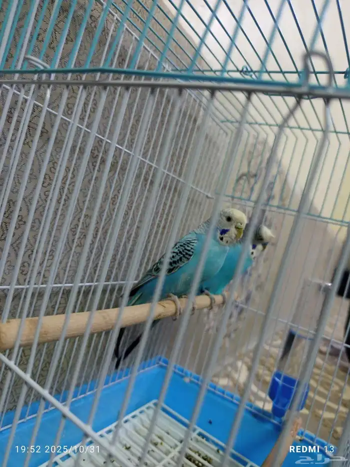 طيور بادجي انثى وذكر الصحه شرط ما يشكون من شيء مع ملحقاتها. 2