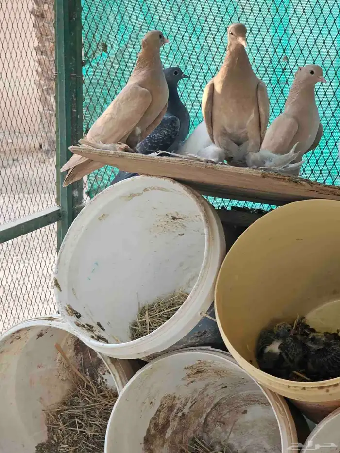 للبيع حمام صنعاني اجواز 3