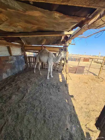 قعود للبيع شرط اكله حليب وشعير index