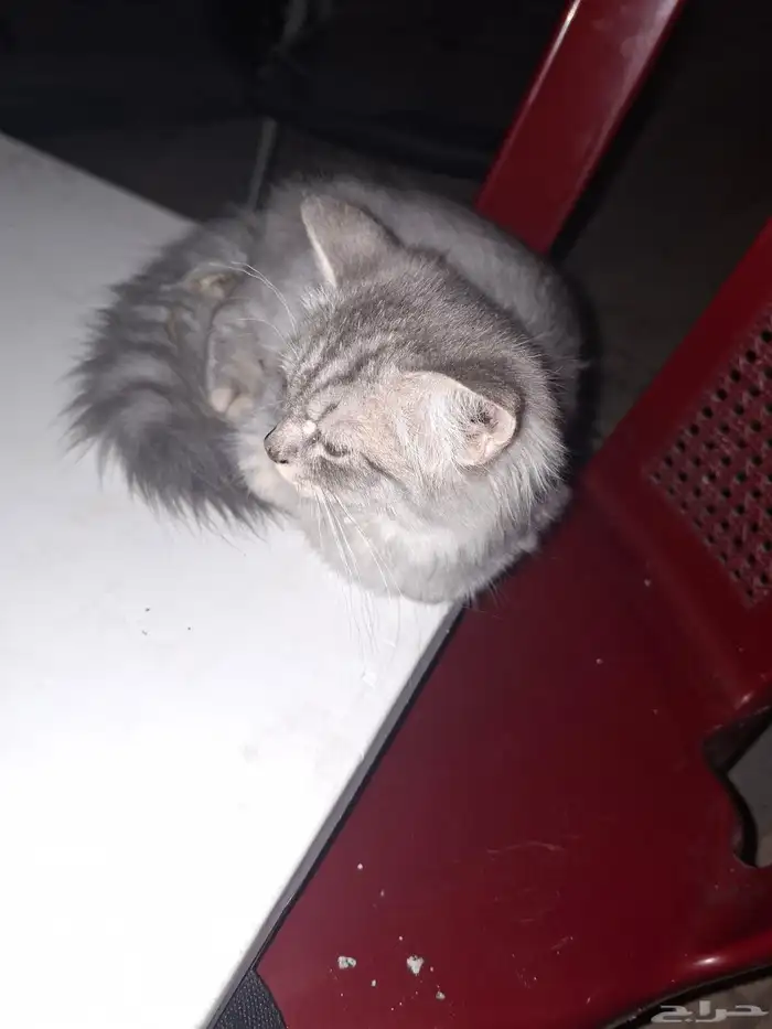 قط فحديقة الاثير في طيبة 0