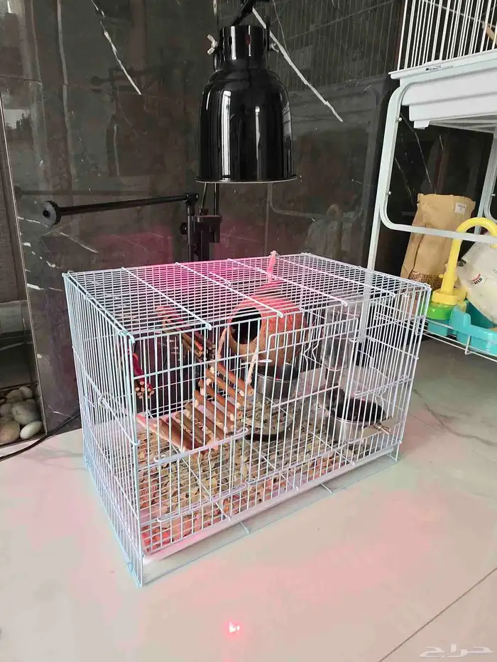 سنحاب طائر زوج اليفين 2