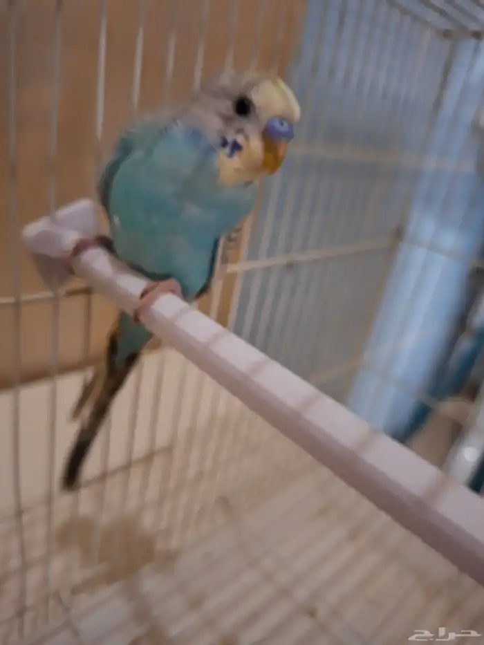 بادجي اليف 4