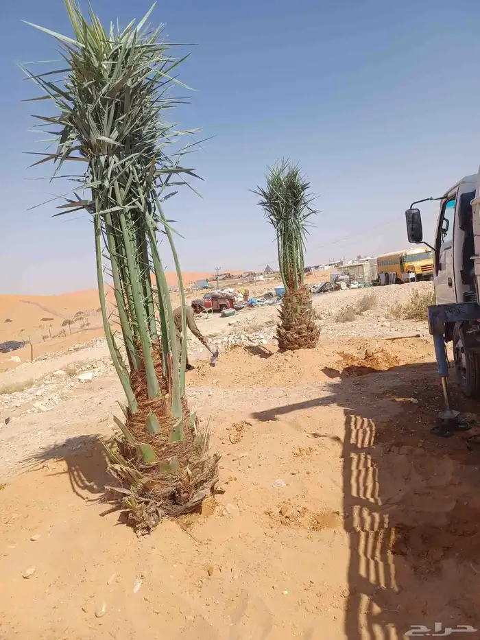 يوجد لدينا جميع انواع النخيل العربي والواشنطن بكل المقسات 2