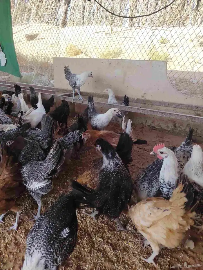 دجاج بلدي وفيومي 2