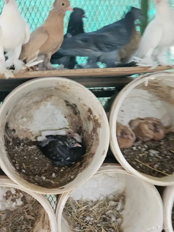 للبيع حمام صنعاني اجواز 9