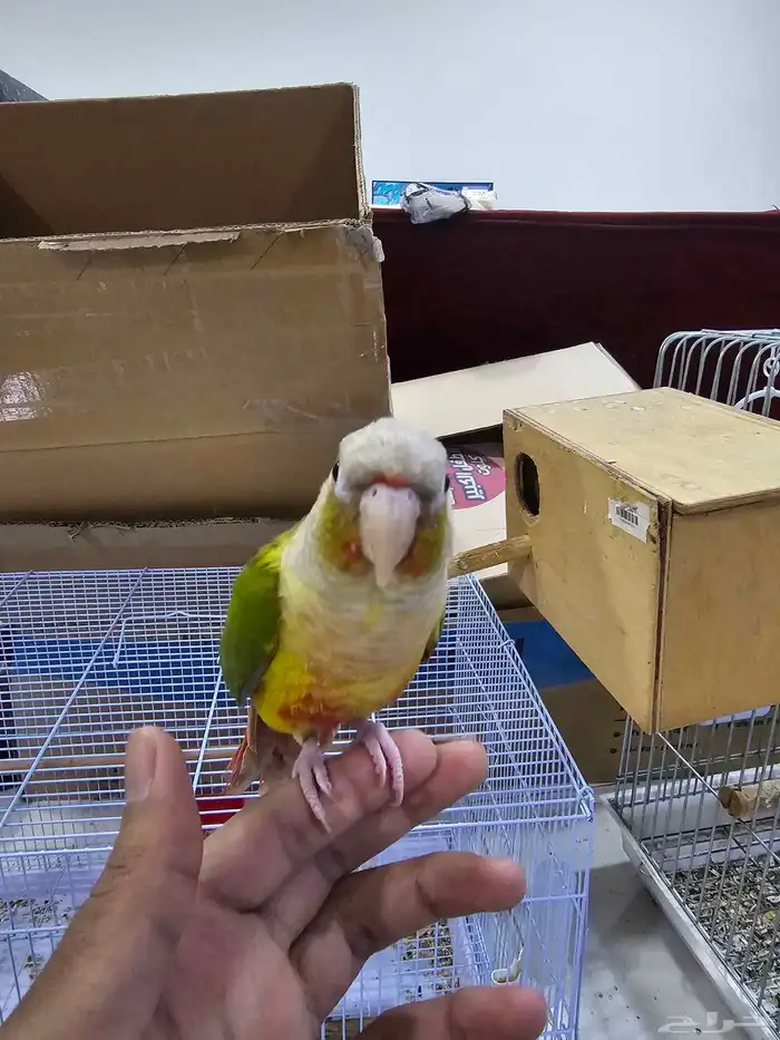 كنيور اليف 3