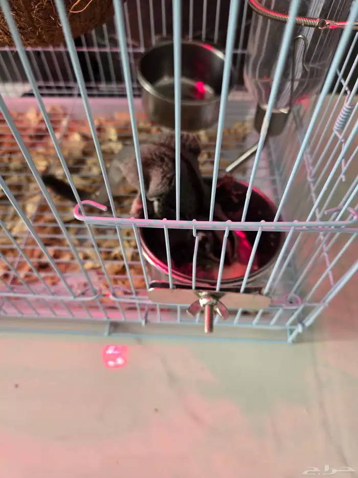 سنحاب طائر زوج اليفين 0