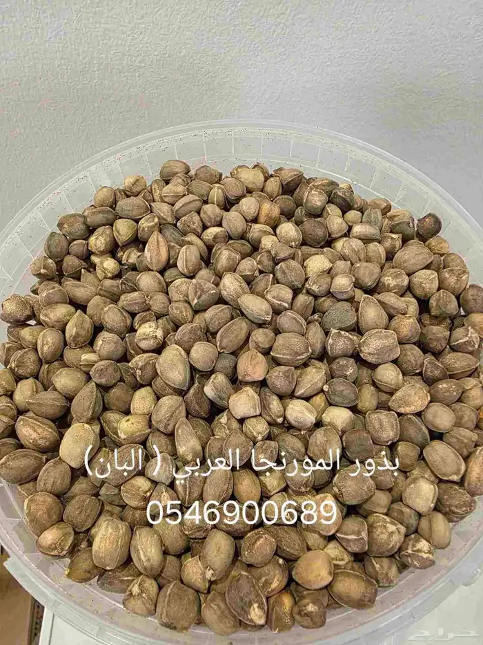 بذور اشجار برية البيع بالكيلو 5