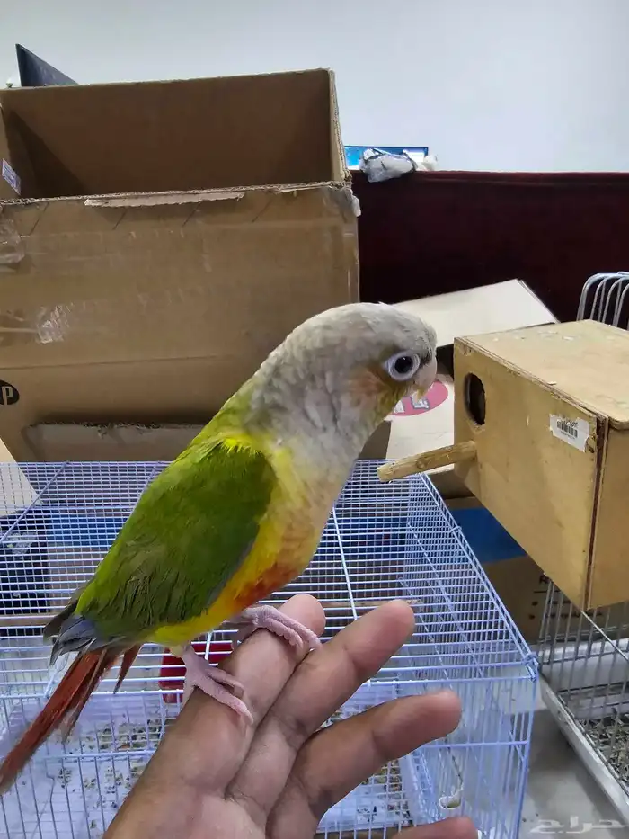 كنيور اليف 2