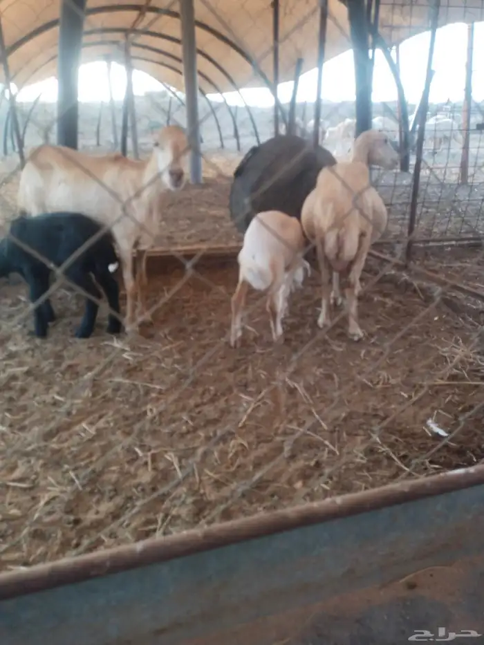 نعاج مناتيج 0