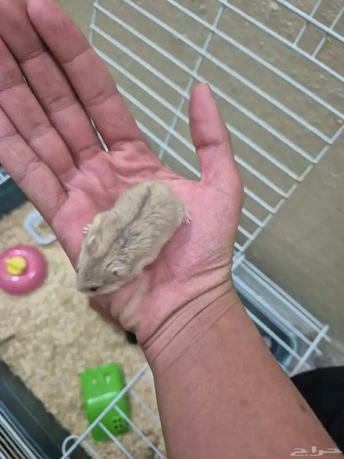 هامستر قزم للبيع 4