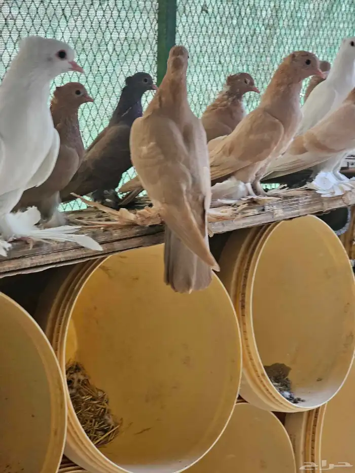 للبيع حمام صنعاني اجواز 5