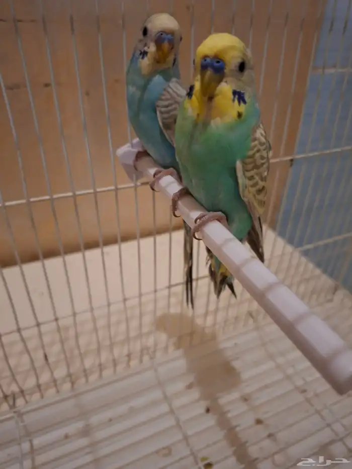 بادجي اليف 6