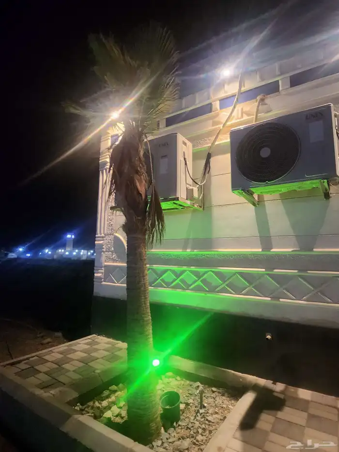 عدد 2 نخل واشنطني فاخر مايطلع حب ارتفاع 6 امتار 1