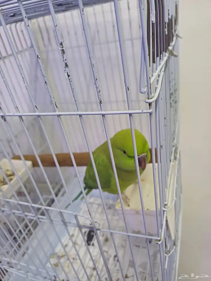 أنثى ببغاء درة هندي للبيع 1