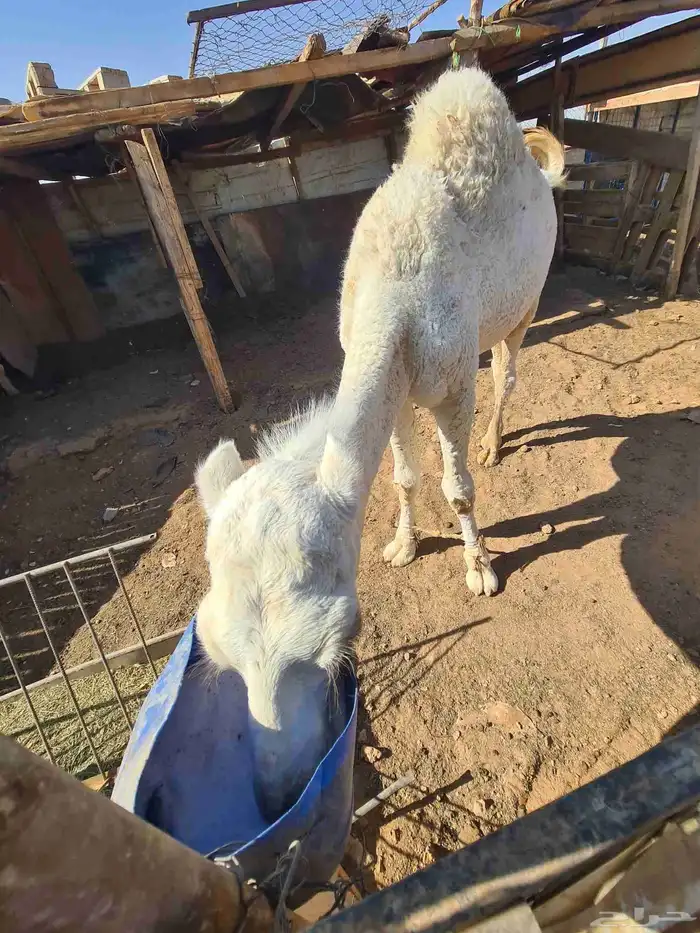 قعود للبيع شرط اكله حليب وشعير 1