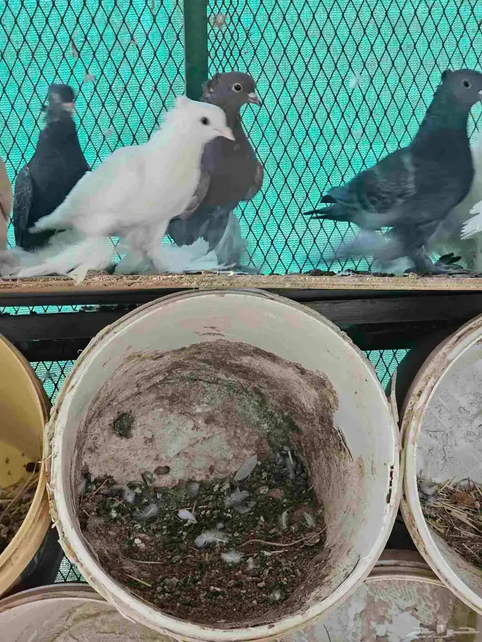 للبيع حمام صنعاني اجواز 4