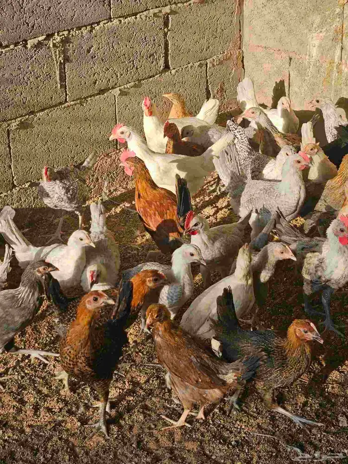 صوص بلدي وفيوم للبيع من ثلاث شهور الى شهر 15