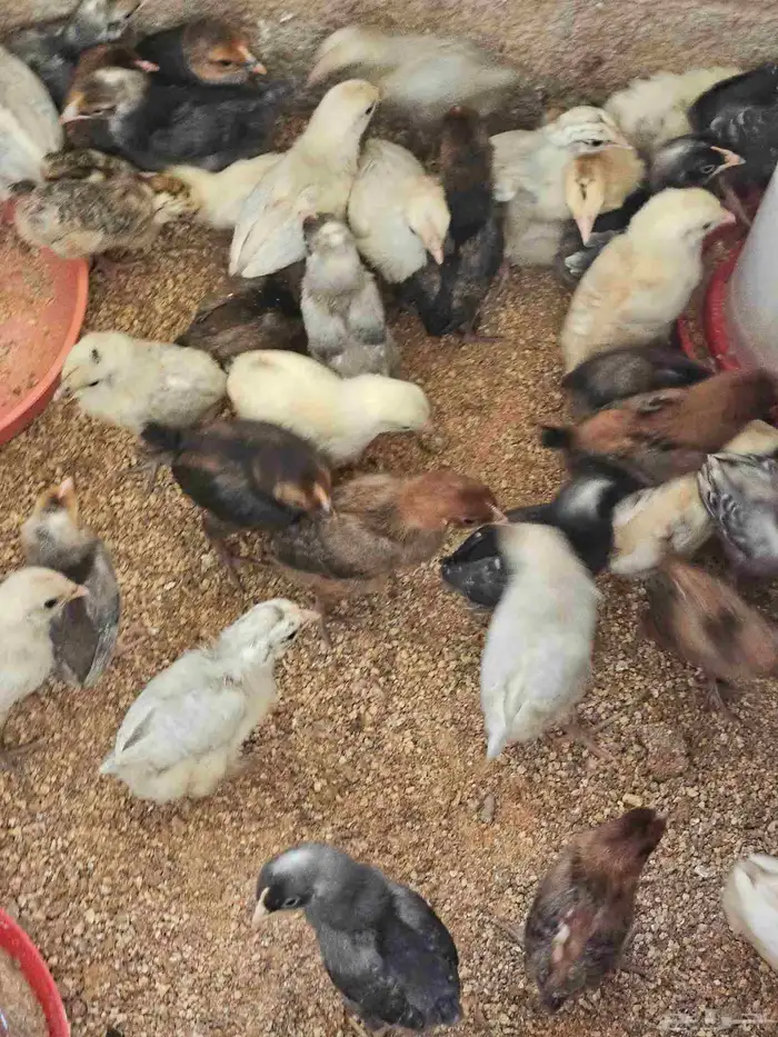 صوص بلدي وفيوم للبيع من ثلاث شهور الى شهر 3