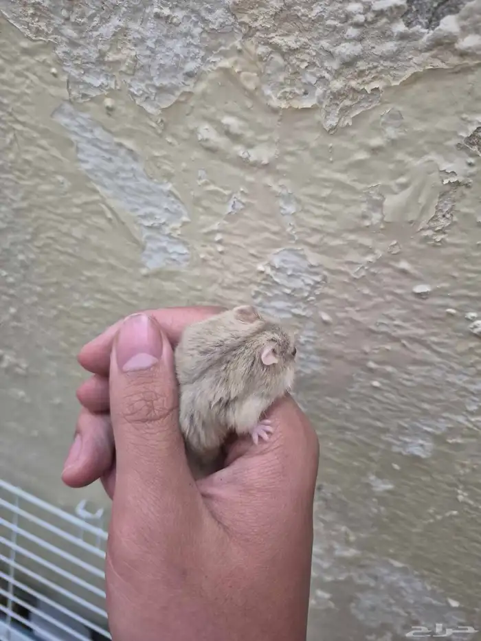 هامستر قزم للبيع 3