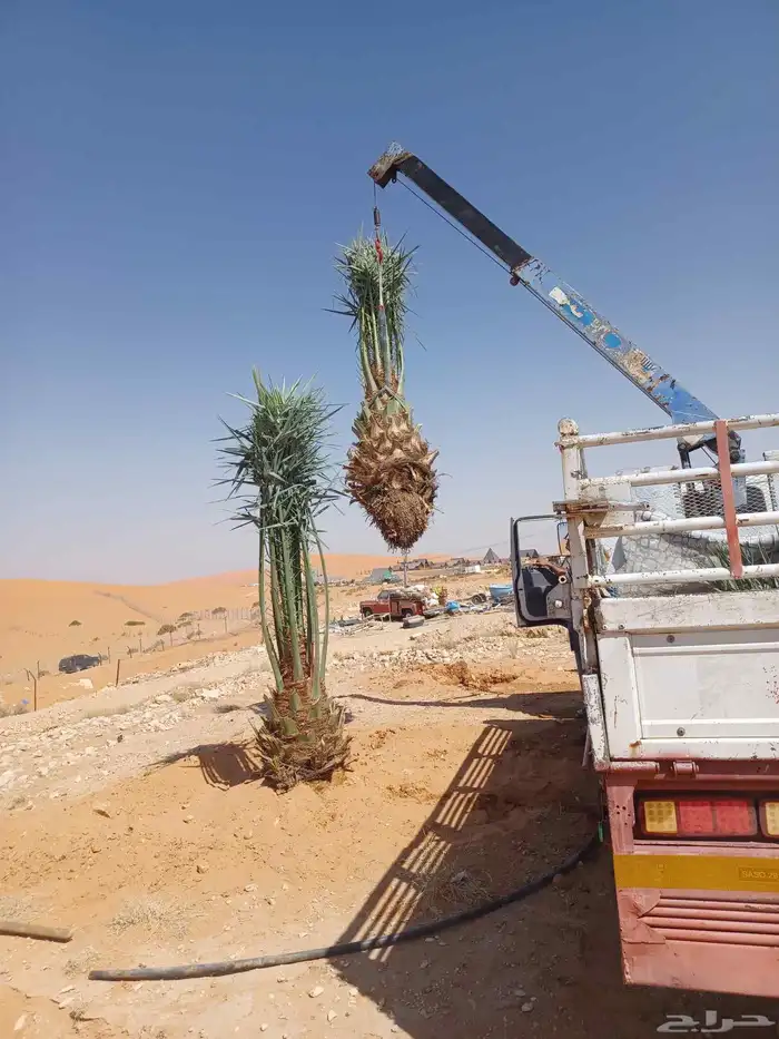 يوجد لدينا جميع انواع النخيل العربي والواشنطن بكل المقسات 3