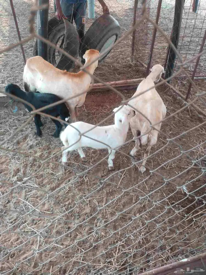 نعاج مناتيج 2