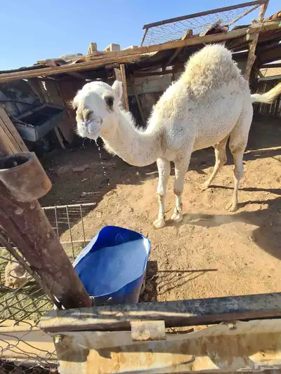 قعود للبيع شرط اكله حليب وشعير index