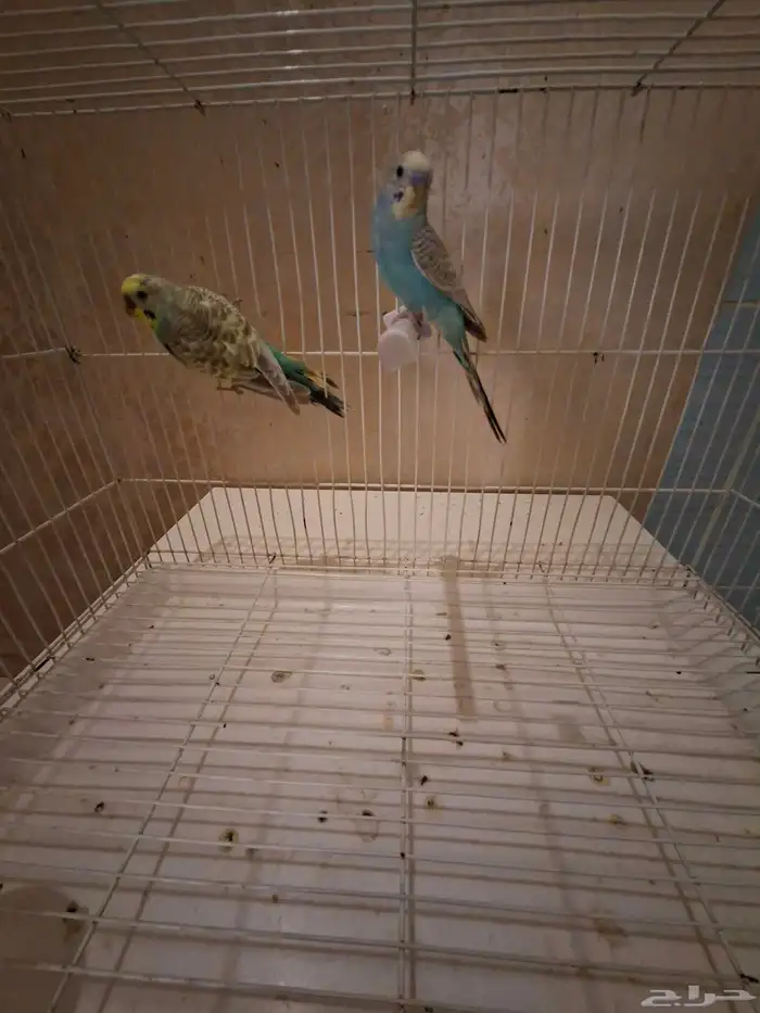 بادجي اليف 3