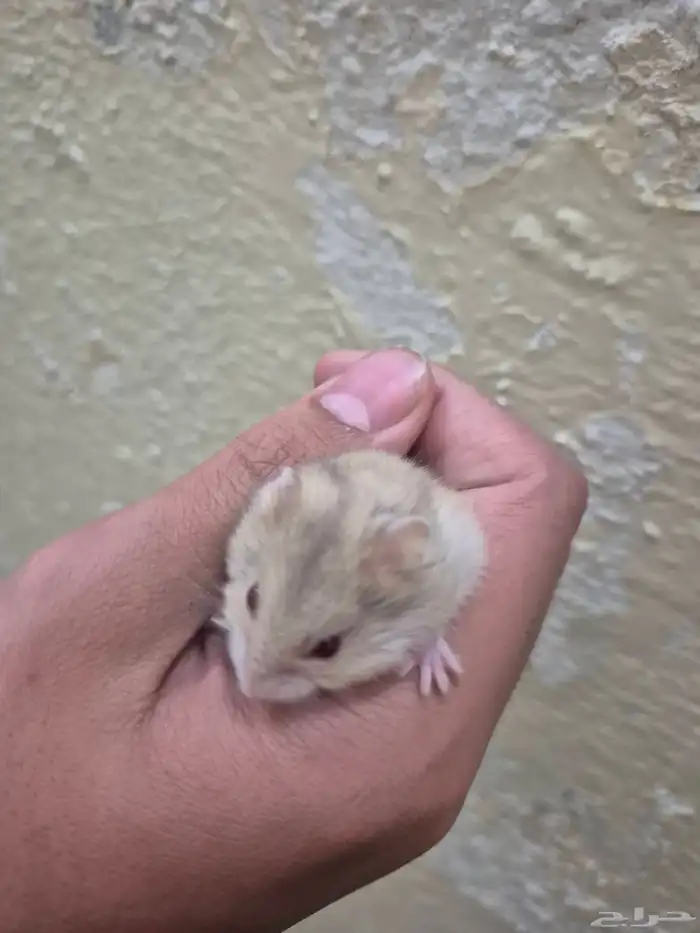 هامستر قزم للبيع 2