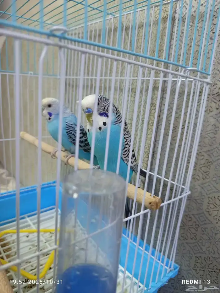 طيور بادجي انثى وذكر الصحه شرط ما يشكون من شيء مع ملحقاتها. 1