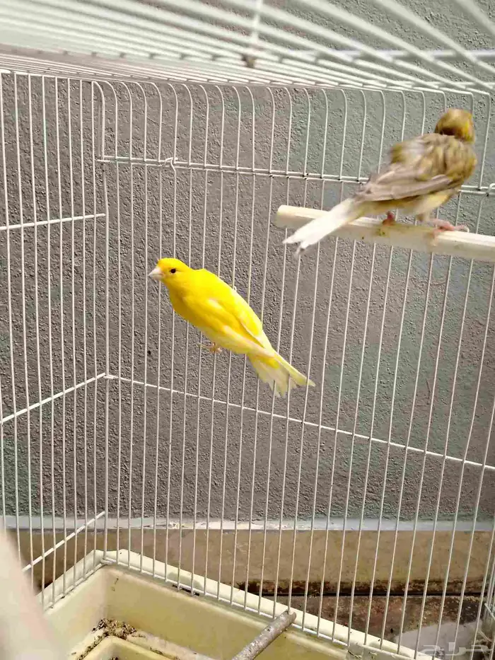 للبيع جوز كناري 0