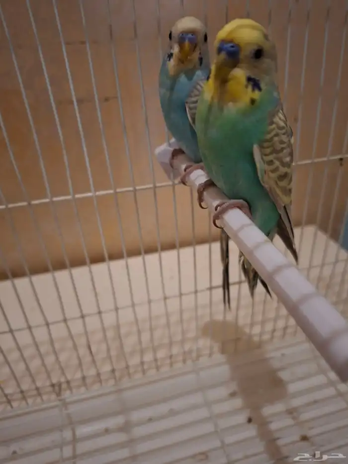 بادجي اليف 5